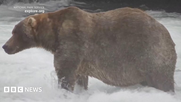 Watch: Meet ‘Backpack’, the chunky bear who won Fat Bear Week