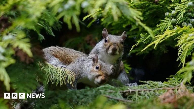 When did grey squirrels start posing a threat to reds?