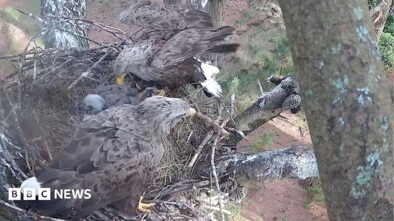 White-tailed eagle chicks fledge for fourth year