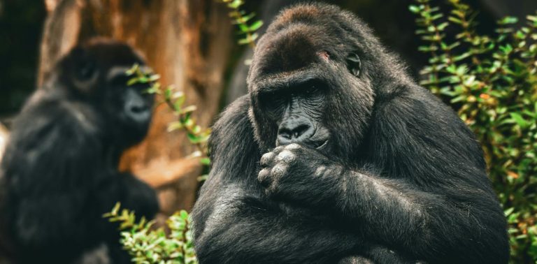 Why monkeys handle conflicts better than we do