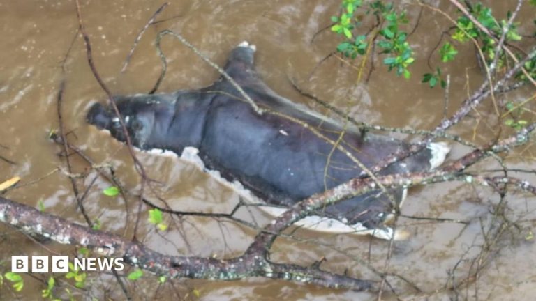 Zambians warned not to eat dead wildlife after anthrax kills dozens of animals