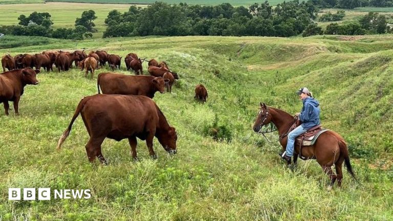 American ranchers wrestle with soaring costs – and their loyalty to Trump