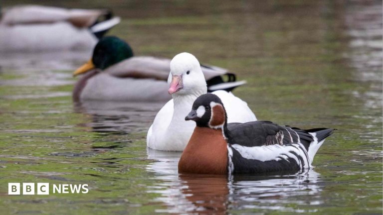 Avian flu and costs among reasons for loss of captive birds at Castle Espie