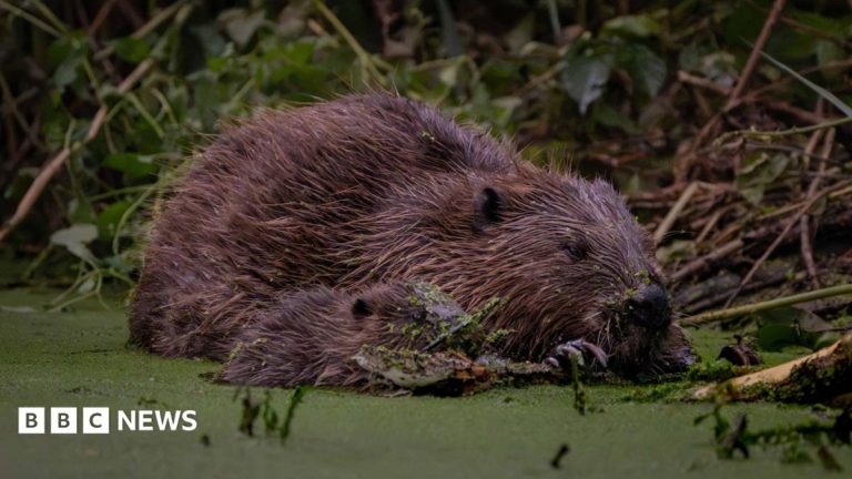 Children asked to name Ealing’s new beavers