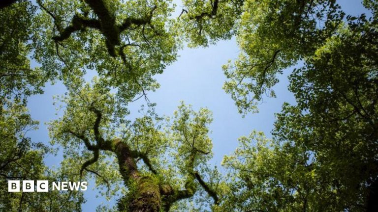 Council exceeds Surrey tree planting target