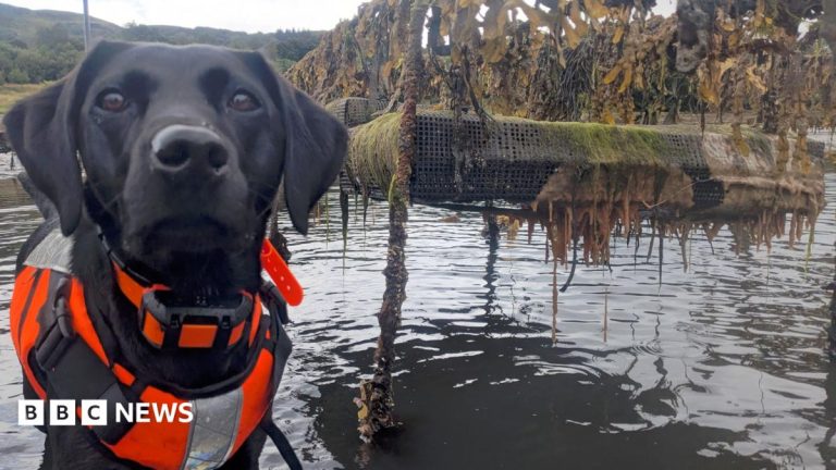Dog that hunts invasive ‘sea vomit’ honoured as animal of the year