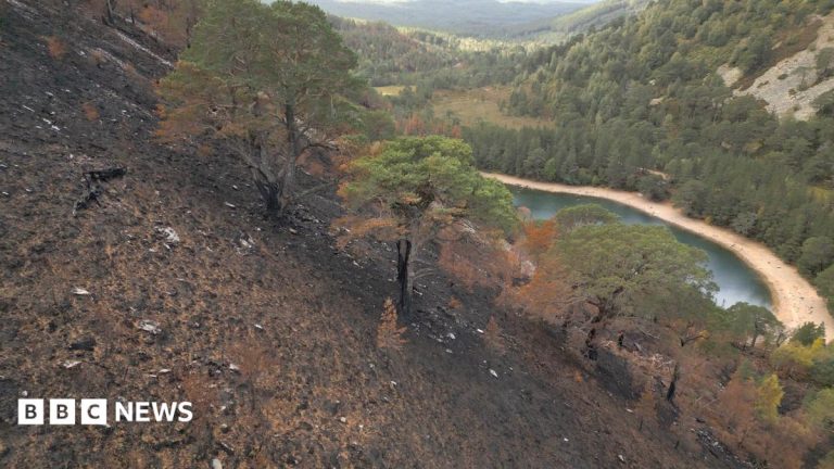 Fears for mature Scots Pines burned by huge Highland wildfire