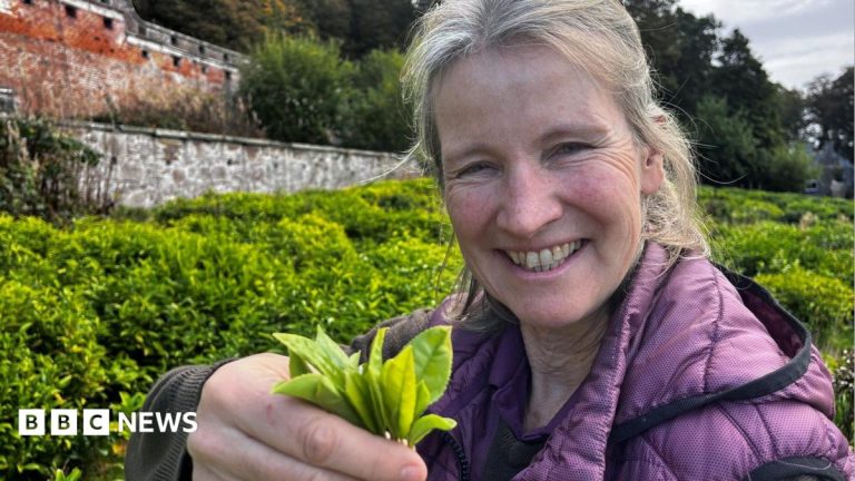 More tea? How Scotland’s crops of the future could be set to change