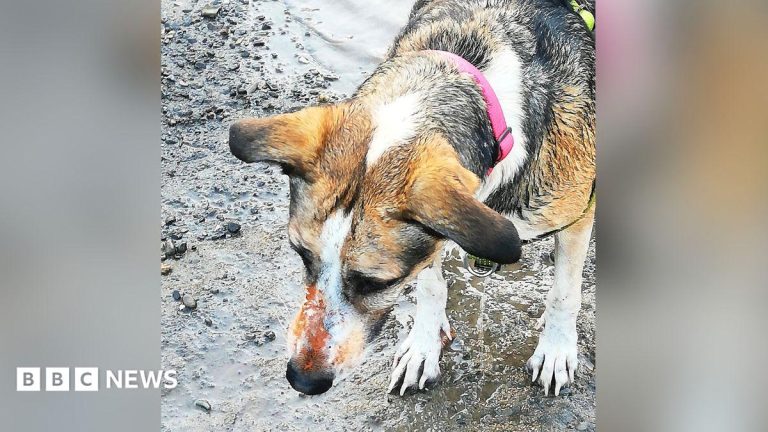 Owners fear ‘healthy’ dog died due to orange substance exposure on contaminated land