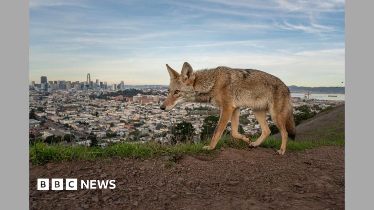 Pictured: Winning entries for Wildlife Photographer of the Year 2026