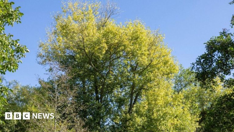 Project to restore rare native trees with DNA testing