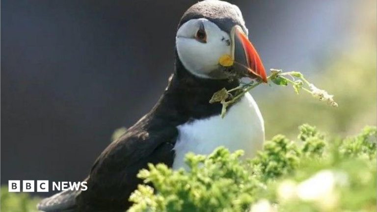 Puffin island on cusp of closure as it runs out of water