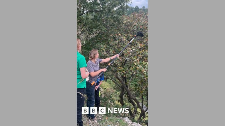Rare tree on Somerset clifftops being protected