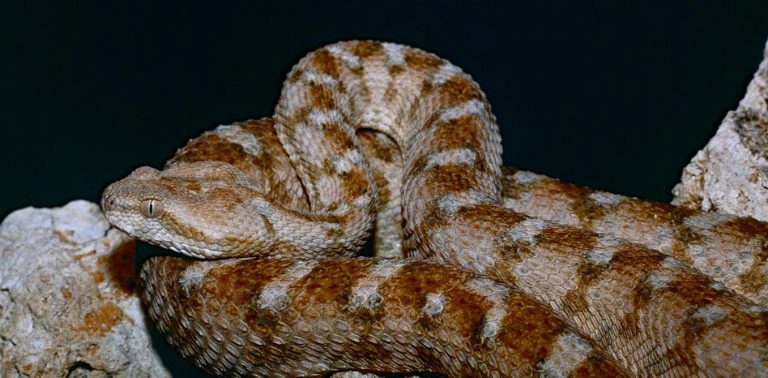 Snakebites are a far bigger problem than we knew: new study maps the hidden dangers