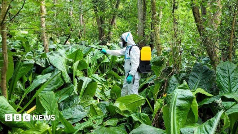 Stinky ‘skunk’ plant cleared from river