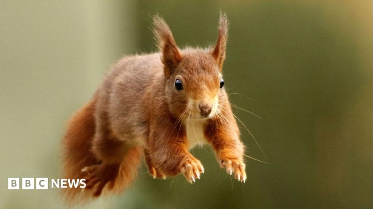 The British island where red squirrels are thriving
