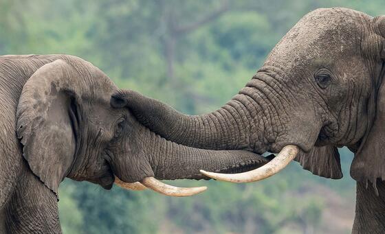 Uganda’s UN-supported wildlife forensics lab turns ivory seizures into convictions
