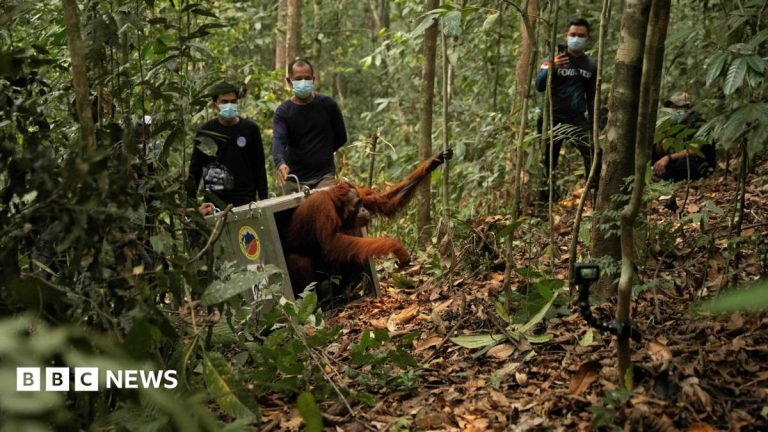 Watch: Endangered orangutans released back into the wild after Borneo fires