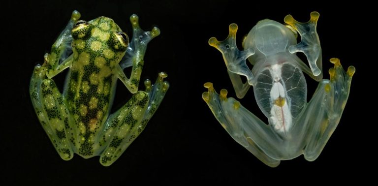 Werewolf mice, ghostly frogs and zombie cockroaches: the animal versions of our Halloween horrors