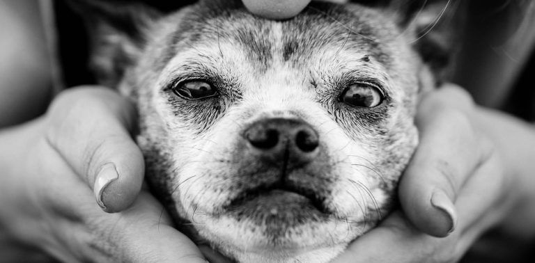 Why old dogs might be able to teach Alzheimer’s researchers new tricks