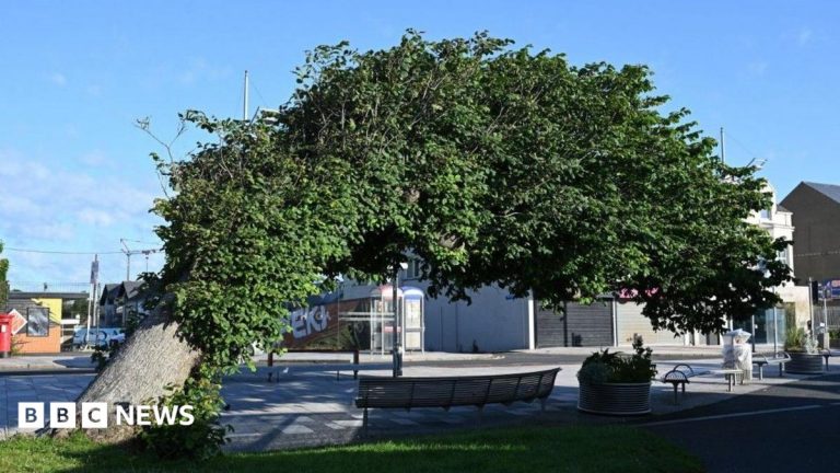Wonky elm named UK Tree of the Year