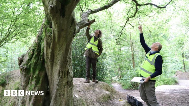 Woodlands project records more trees than expected